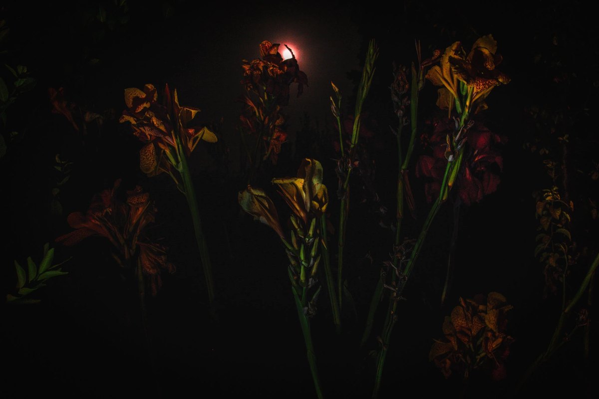 A Dark Canvas