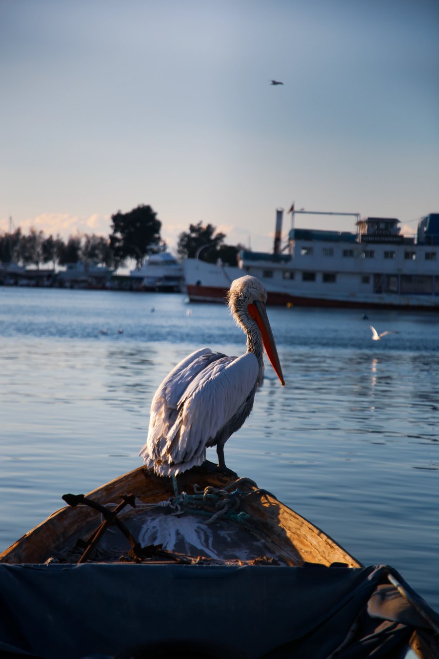 The Silent Harbor Keeper